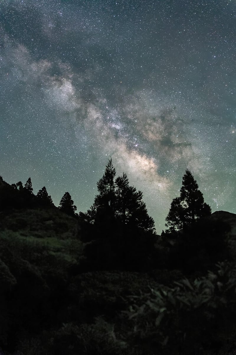 Starry Night Safari